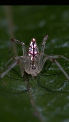 Thwaitesia margaritifera