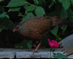 Galloperdix spadicea