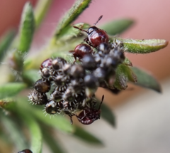 Oechalia schellenbergii