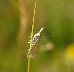 Hednota pleniferellus