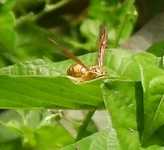 Polistes olivaceus
