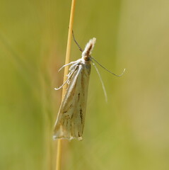 Hednota pleniferellus