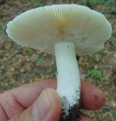 Russula sanguinaria image