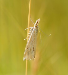 Hednota pleniferellus