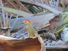 Melanerpes aurifrons