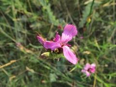 Dianthus andrzejowskianus