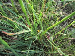 Dianthus andrzejowskianus