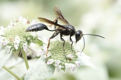 Isodontia auripes