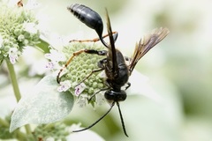 Isodontia auripes