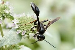 Isodontia auripes