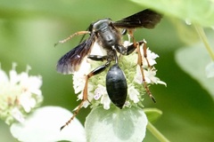 Isodontia auripes