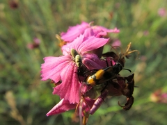 Dianthus andrzejowskianus