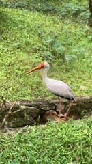 Mycteria ibis
