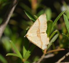 Anachloris subochraria