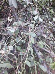 Loranthaceae
