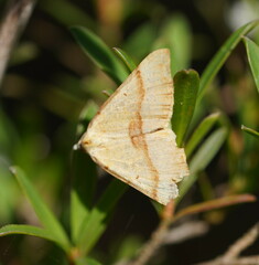 Anachloris subochraria