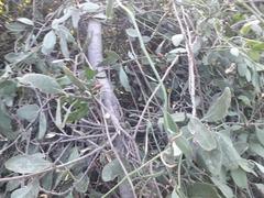 Loranthaceae