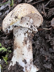 Amanita novinupta