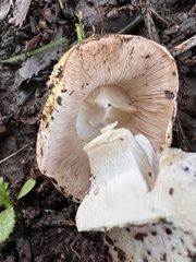 Amanita novinupta