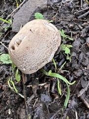 Amanita novinupta