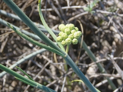 Asclepias subaphylla