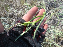 Asclepias subaphylla