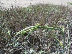 Asclepias subaphylla