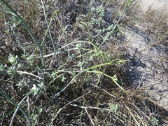 Asclepias subaphylla
