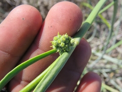 Asclepias subaphylla