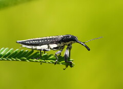 Rhinotia cristata