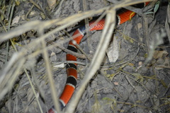 Micrurus nigrocinctus