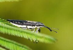Rhinotia cristata