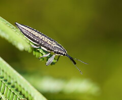 Rhinotia cristata