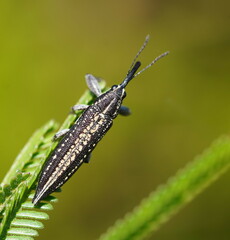 Rhinotia cristata