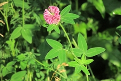 Trifolium medium