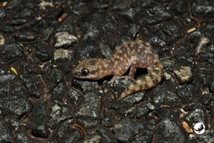 Diplodactylus lateroides