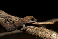Diplodactylus lateroides