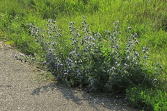 Echium vulgare