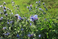 Echium vulgare