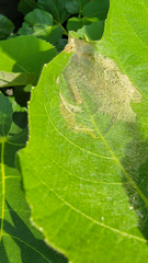 Choreutis nemorana