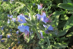 Echium vulgare