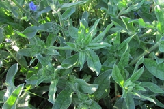 Echium vulgare