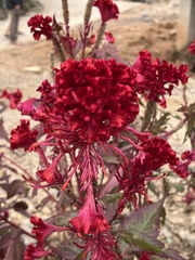 Celosia spicata