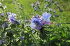Echium vulgare