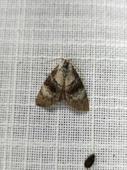 Acatapaustus leucospila