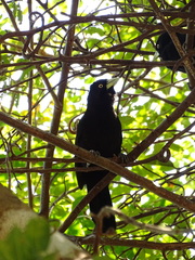 Amblycercus holosericeus