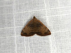 Chrysolarentia mecynata