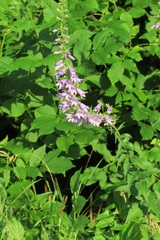 Campanula bononiensis