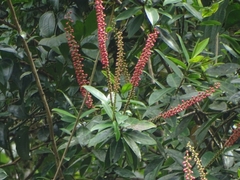 Sarcopera sessiliflora