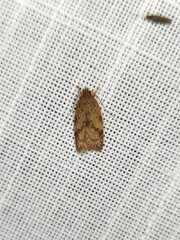 Oligoloba severa